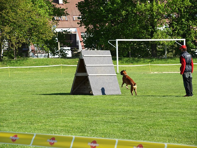 www.atibox.net * www.euroboxer.eu * www.boxergenealogia.eu